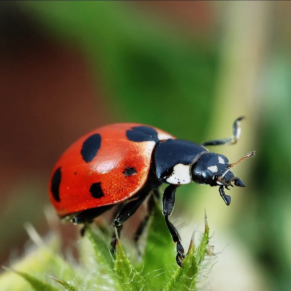 面白い英語の虫の名前 Interesting Insect Names In English てんとう虫 英語では国によって Ladybird Ladybug と言います あれ 女鳥 なんで鳥と言うかな アメリカ英語 Metz S Moment On Hellotalk